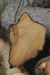 Treforedling
