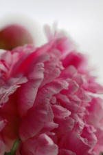 Rosa Skjønnhet
